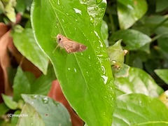 Callimormus saturnus