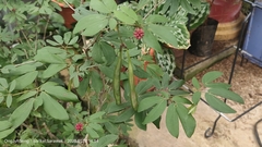 Calliandra tergemina
