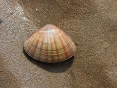 Mactra chinensis