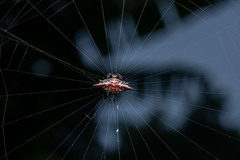 Gasteracantha diardi