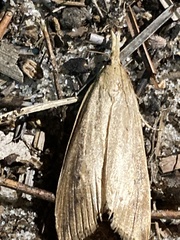Donacaula