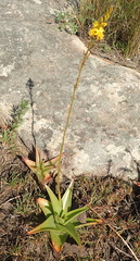 Bulbine latifolia latifolia