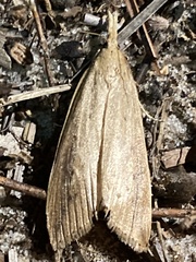 Donacaula