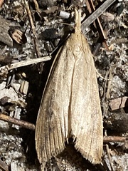 Donacaula