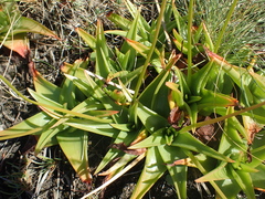 Bulbine latifolia latifolia