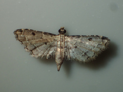 Sufetula