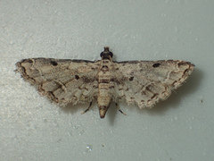 Sufetula