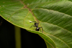 Myrmarachne lambirensis