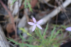 Lithotoma axillaris