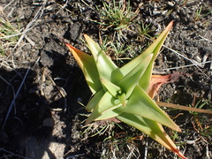 Bulbine latifolia latifolia