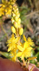 Bulbine latifolia latifolia