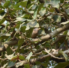 Argya striata