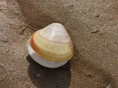 Mactra quadrangularis