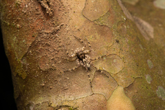 Phaeacius fimbriatus