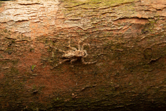 Phaeacius fimbriatus