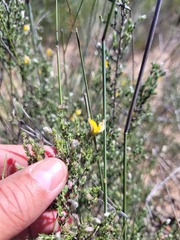 Aspalathus proboscidea