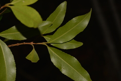 Austrobuxus swainii