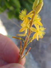 Bulbine latifolia latifolia