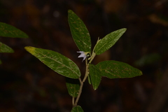 Solanum stelligerum