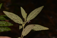 Solanum stelligerum