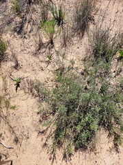 Aspalathus proboscidea