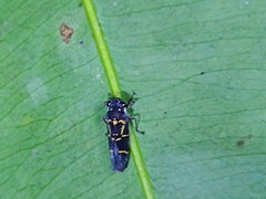 Proconiini