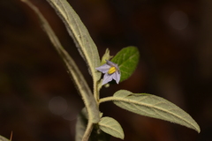 Solanum stelligerum