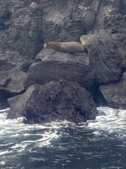 Arctocephalus galapagoensis