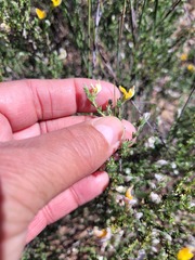 Aspalathus proboscidea