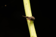 Harmochirus brachiatus