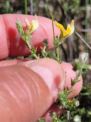 Aspalathus proboscidea