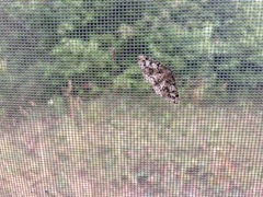 Cleorodes lichenaria