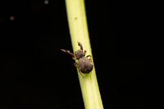 Harmochirus brachiatus