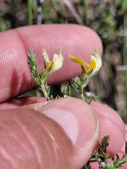 Aspalathus proboscidea