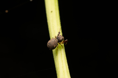 Harmochirus brachiatus