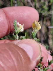 Aspalathus proboscidea