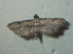 Sufetula