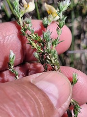 Aspalathus proboscidea