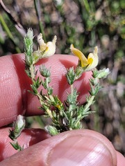 Aspalathus proboscidea