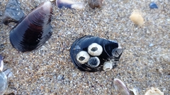 Amphibalanus improvisus