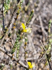 Aspalathus proboscidea