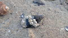 Amphibalanus improvisus