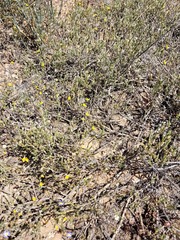 Aspalathus proboscidea