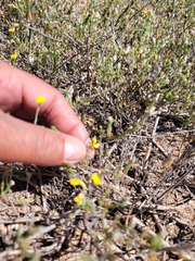 Aspalathus proboscidea