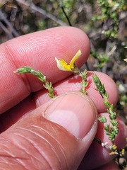 Aspalathus proboscidea