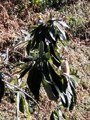 Leucosceptrum canum