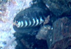 Chiton glaucus