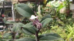 Tradescantia cerinthoides