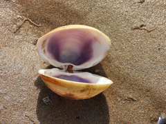 Mactra quadrangularis