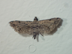 Sufetula